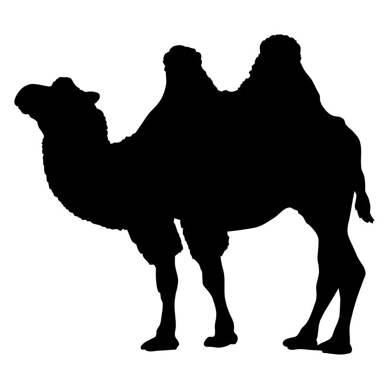 camel