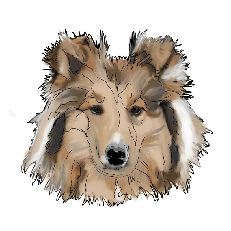 Collie