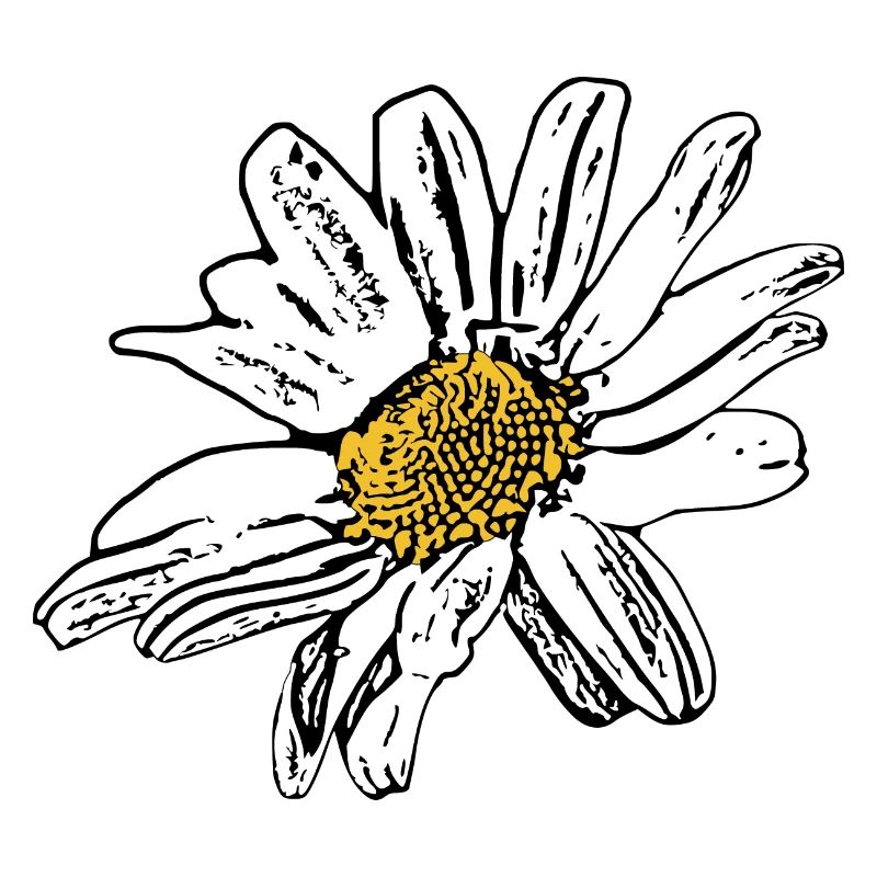 Cadeau de fleurs blanches