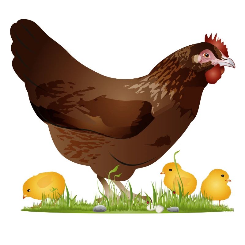 brown chicken with freshly hatched chicks