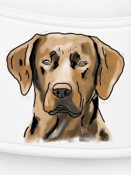 Labrador