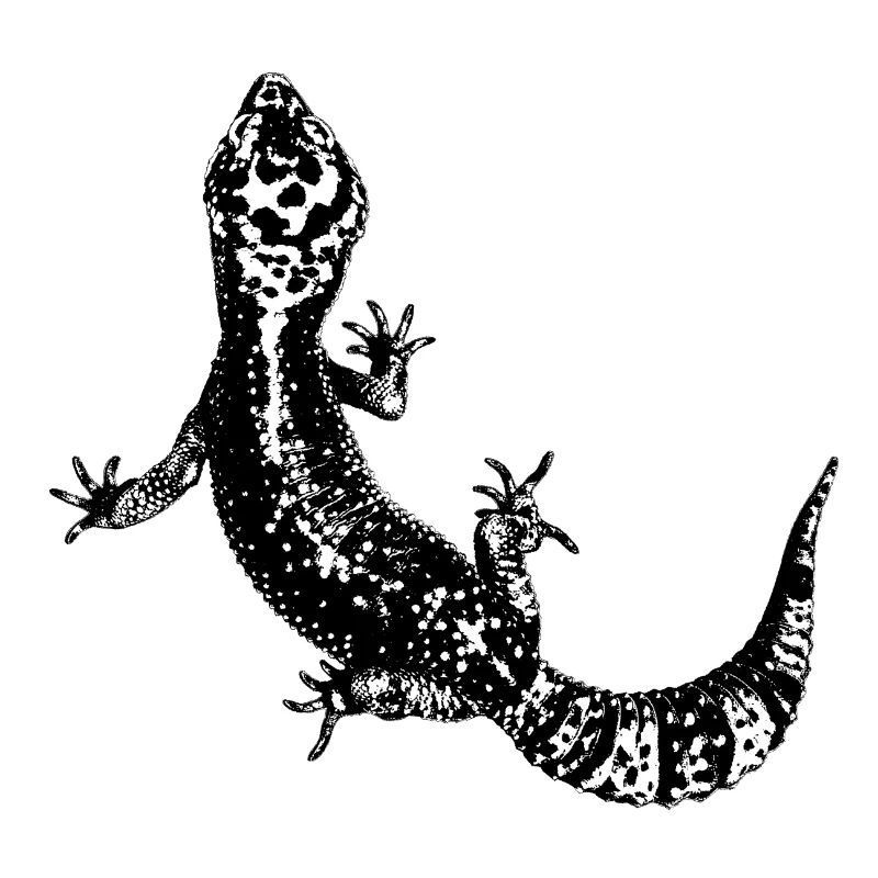 Leopardgecko / Gecko