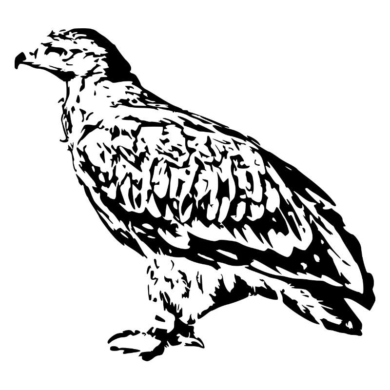 Faucons Oiseaux Oiseaux