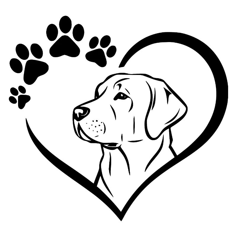 Labrador Retriever Drawing