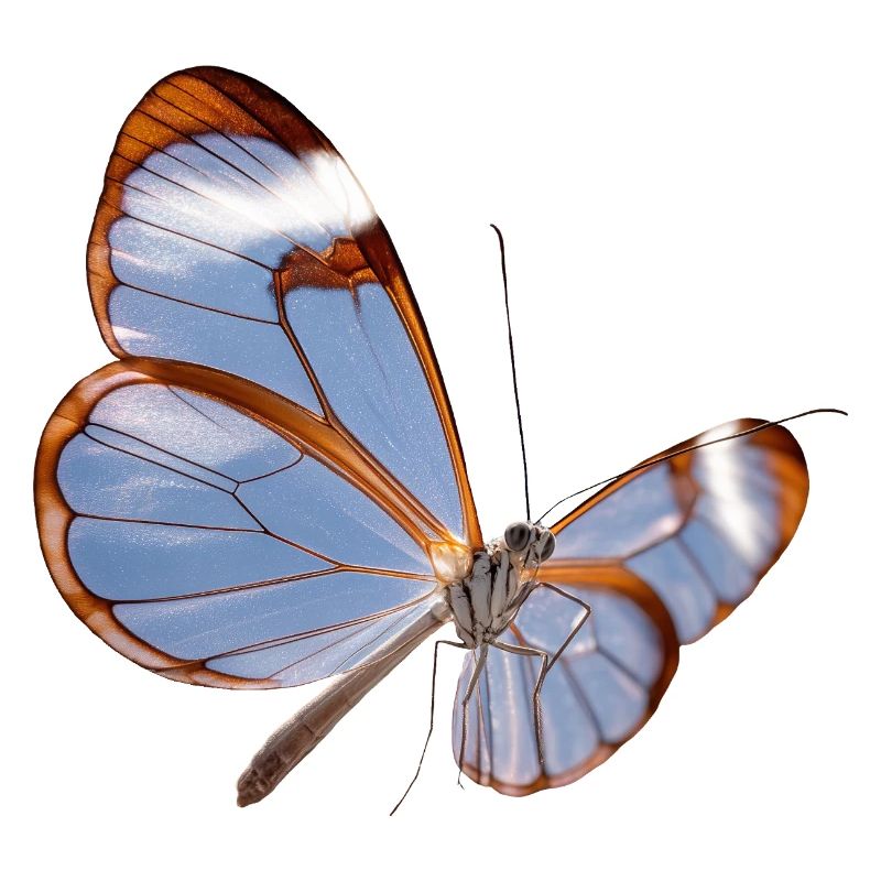 Conception transparente papillon Glasswing