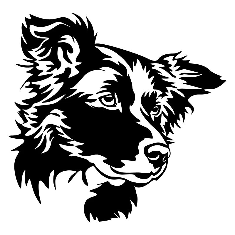 Border Collie Kopf