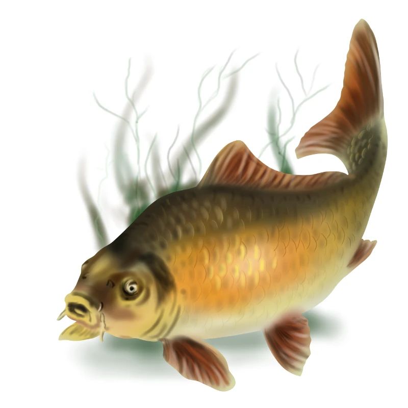carpe