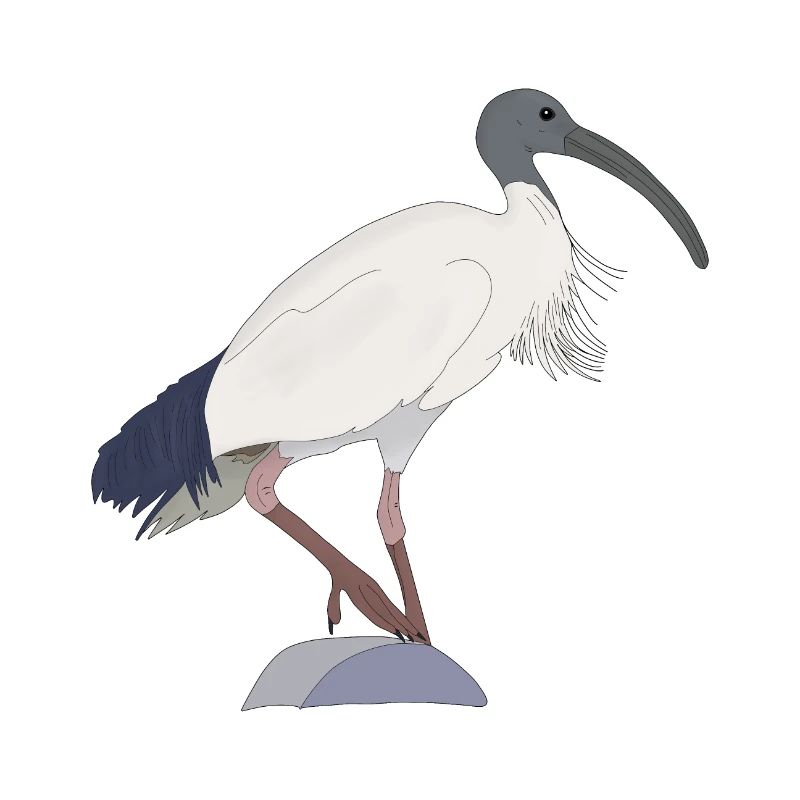 Ibis Bin Bird
