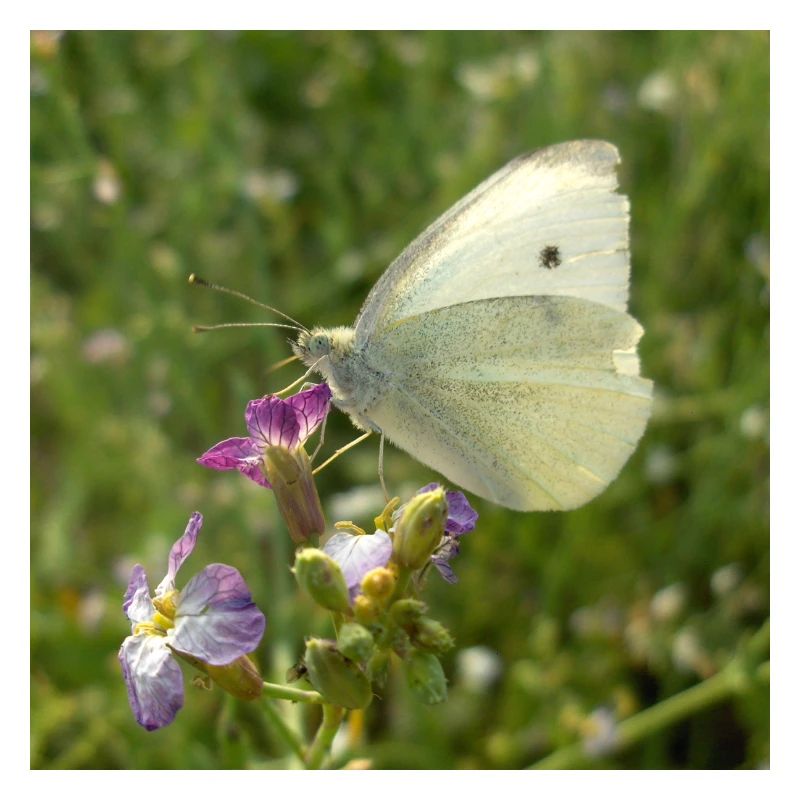 Papillon blanc sur fleur rose