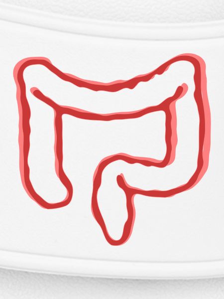 INTESTINAL ORGAN