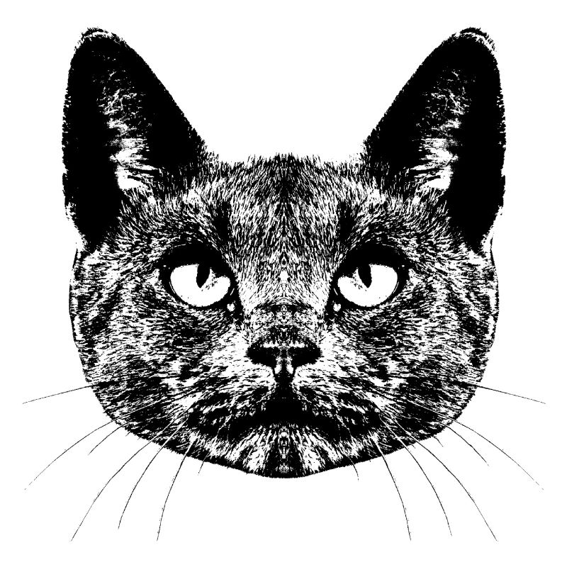 Schwarze Katze / Kopf / Portrait