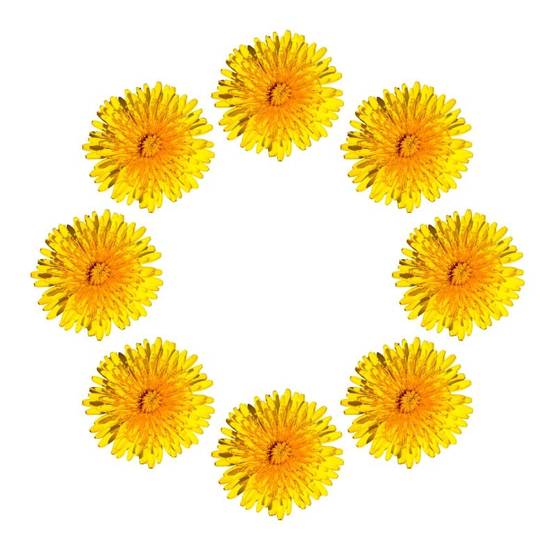 DANDELIONS III