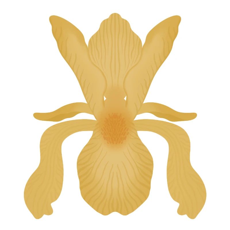 Golden Iris Bloom