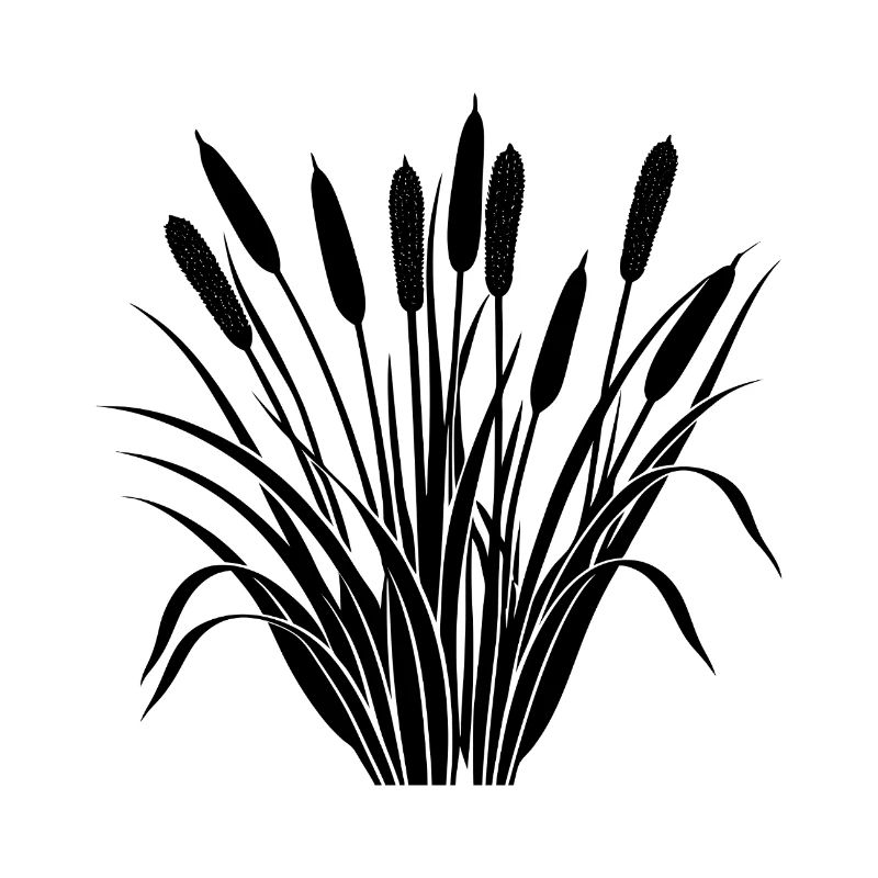 Cattail