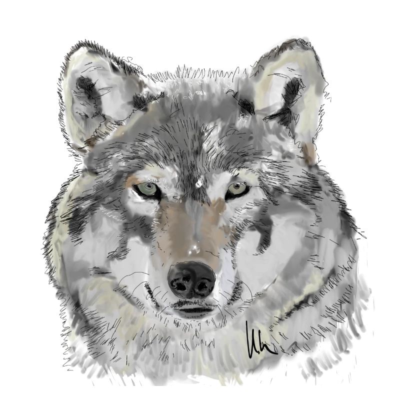 Wolf