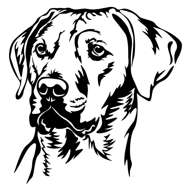 Rhodesian Ridgeback Kopf