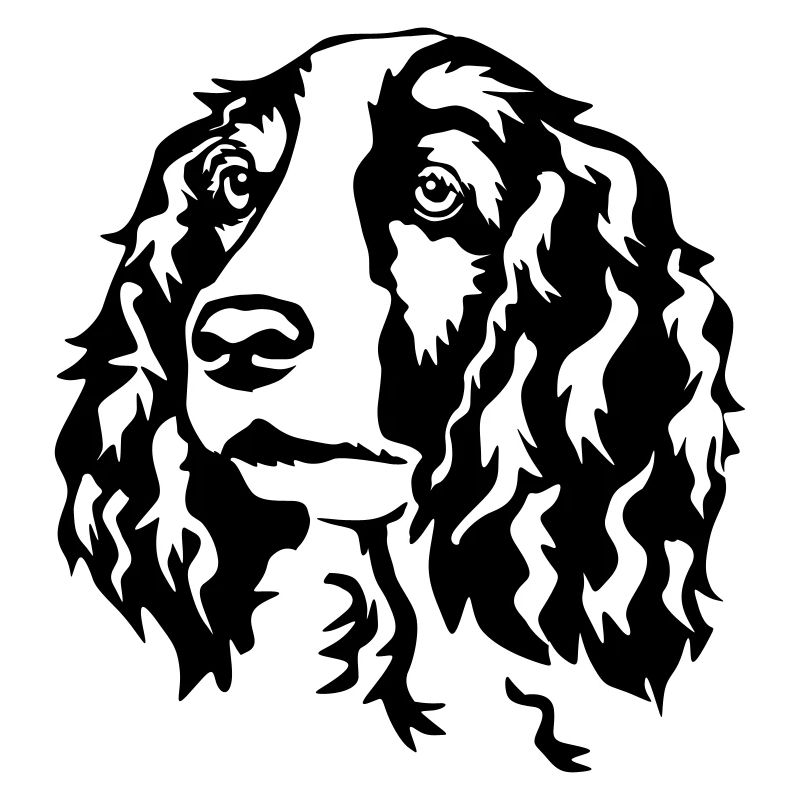 Welsh Springer Spaniel Kopf