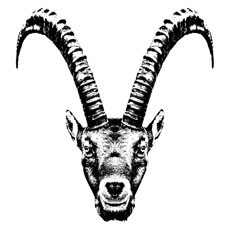 Steinbock / Kopf / Ibex / frontal