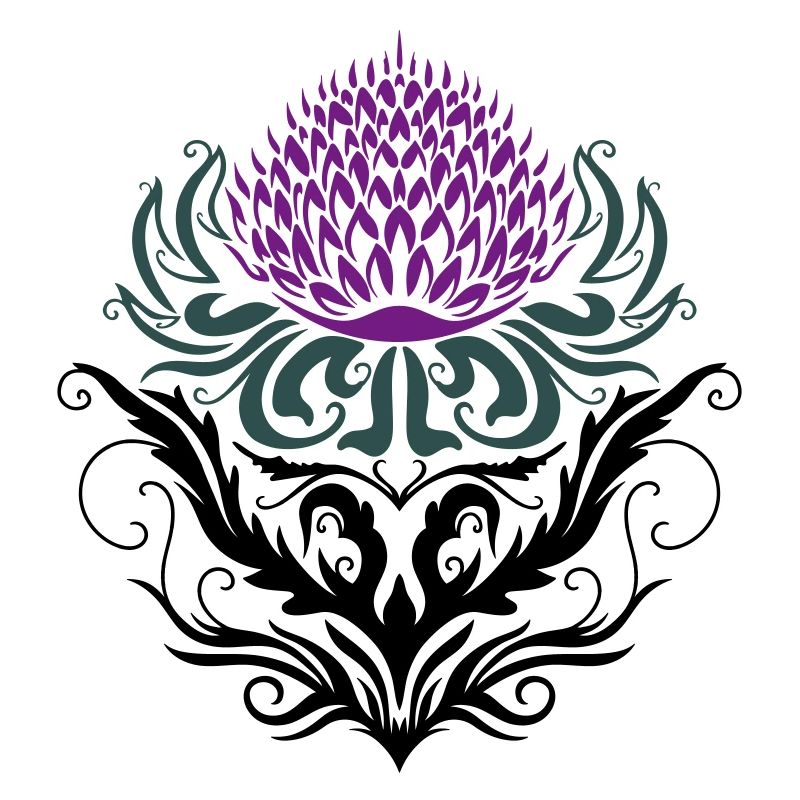 Chardon pourpre Chardon