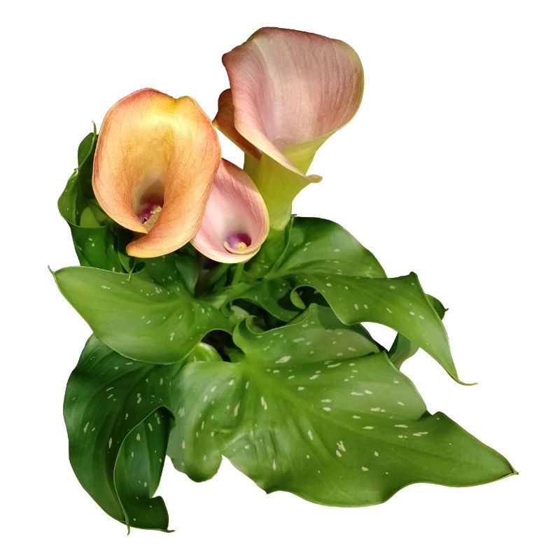 Fleurs de Calla en vert