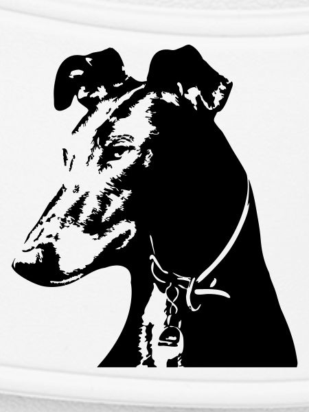 Galgo head