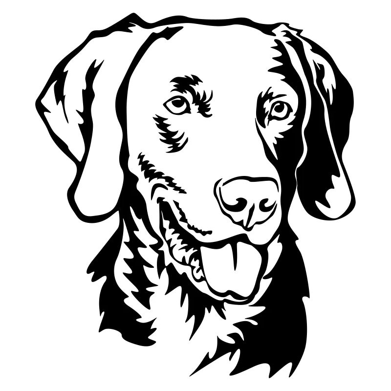 Weimaraner head