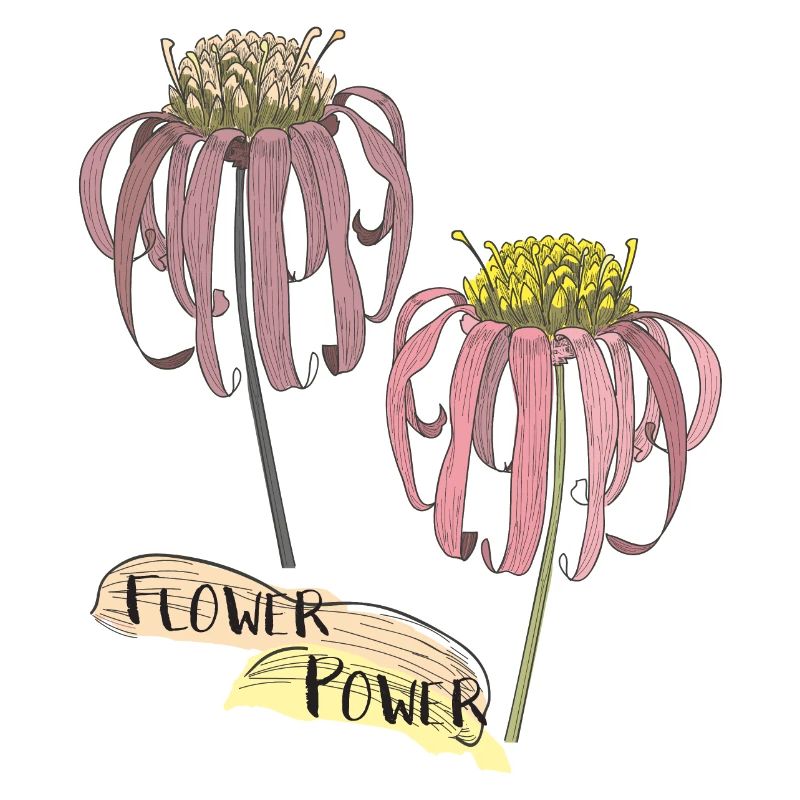 Echinacea, coneflower