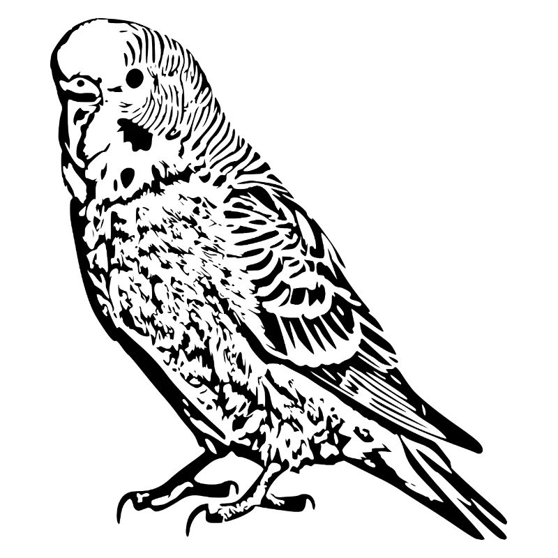 Perruche perruche noir