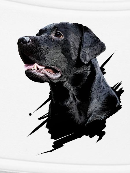Labrador