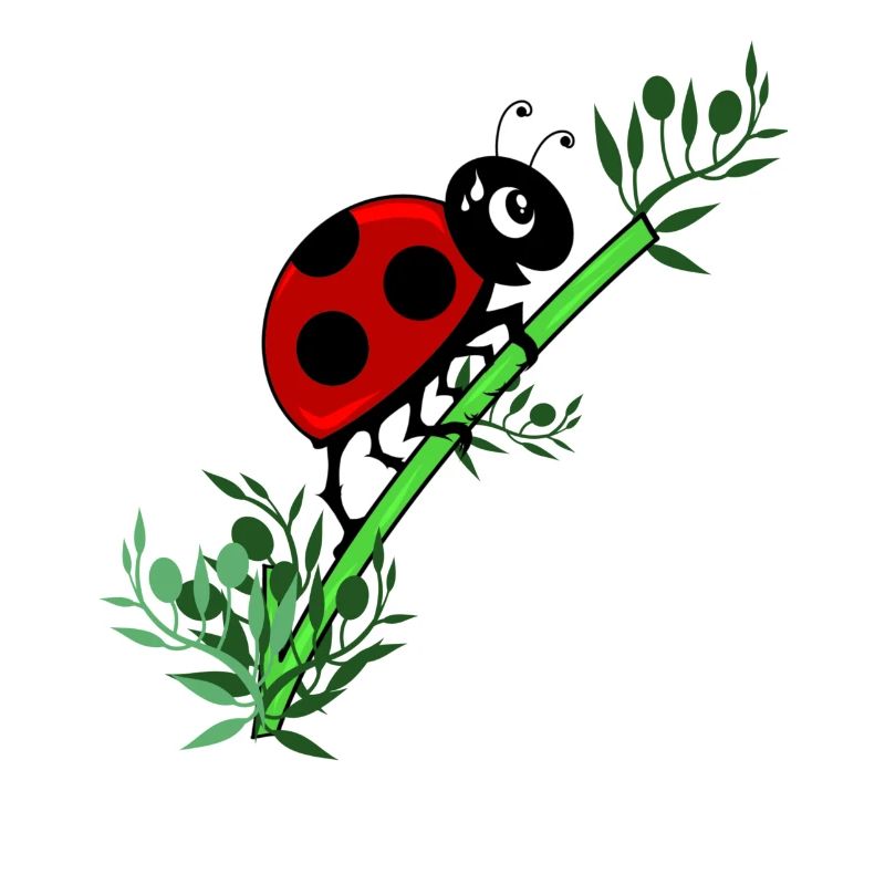 Ladybug botany