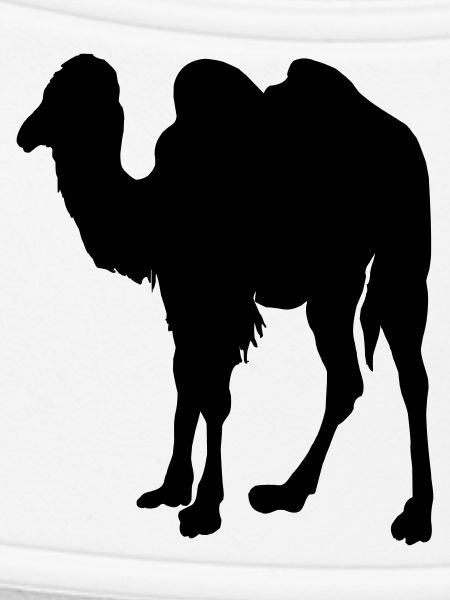 Camel, Camel