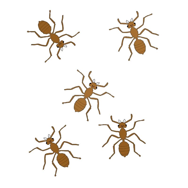fourmis insectes insecte fourmi