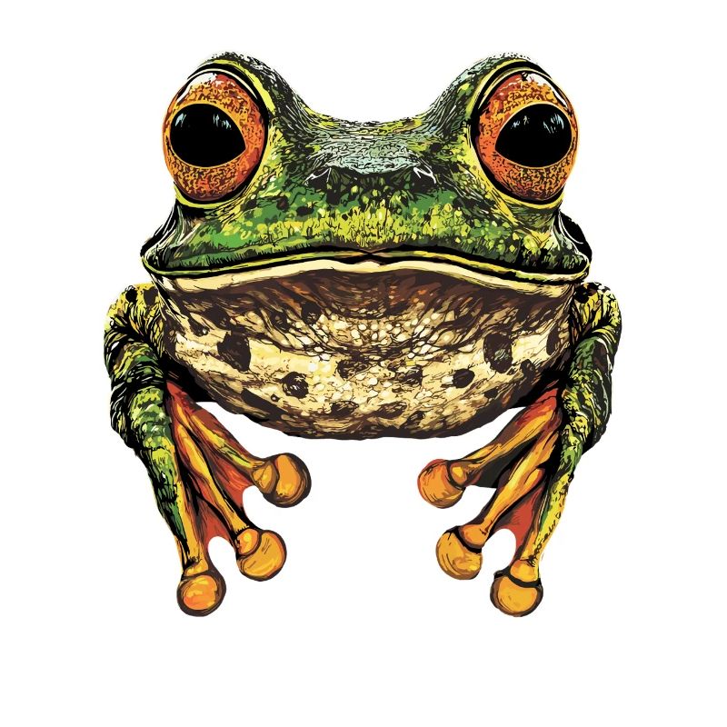 Frog Little Toad Tree Frog Frog Prince Frogs