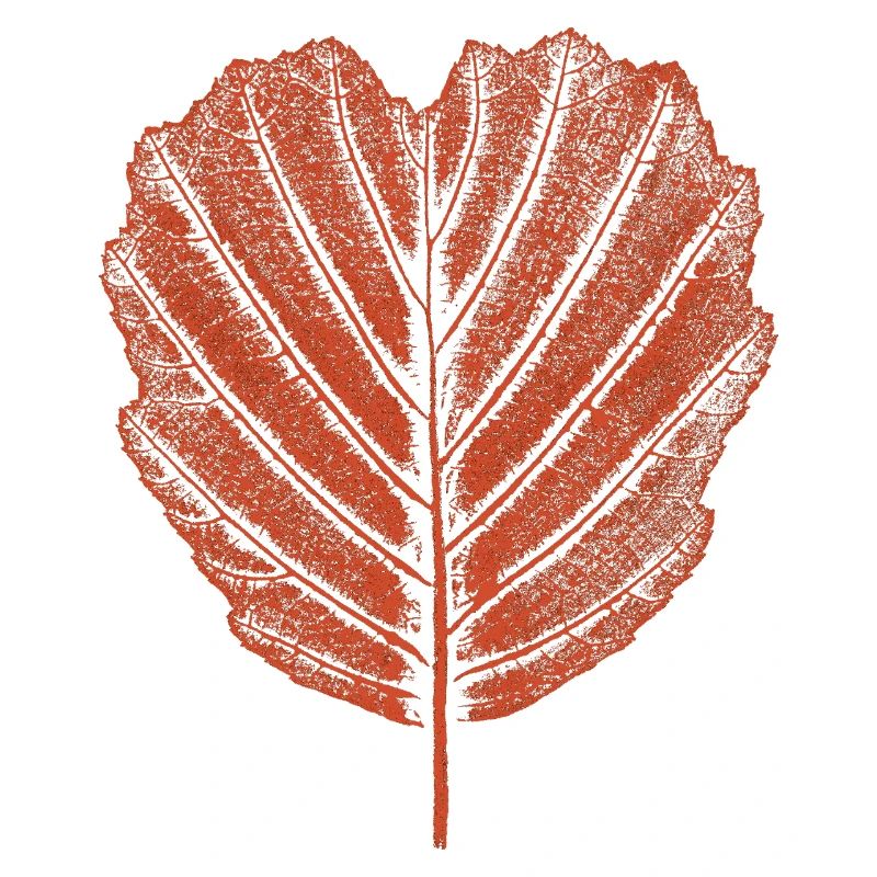 Alder Leaf - Botany