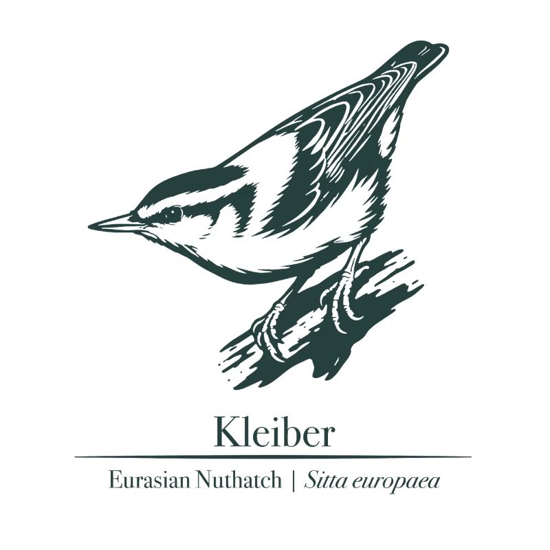 Nuthatch Silhouette | Ornithology | Drawing