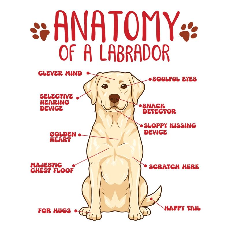 Chemise jaune d’anatomie Labrador