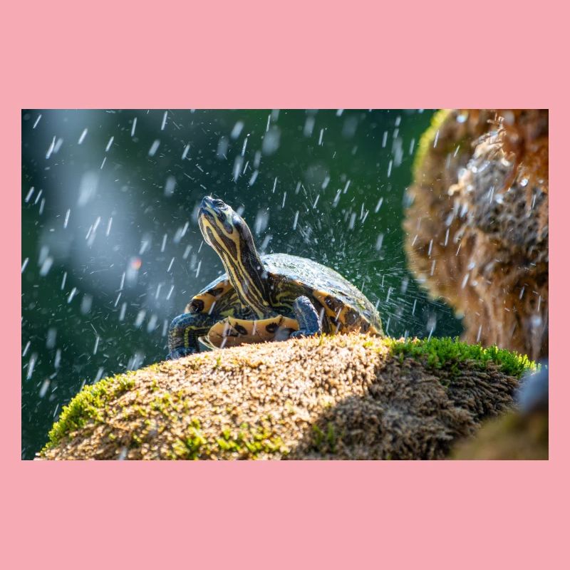 Gelbbauch-Slider Trachemys scripta scripta