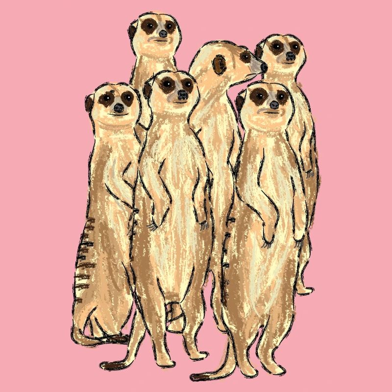 Conception de suricate / suricate