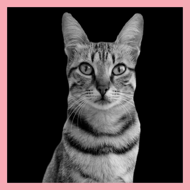 Chat blanc-noir Chat noir et blanc