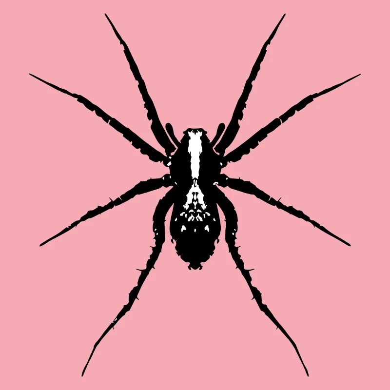 Spinne / Wolfsspinne
