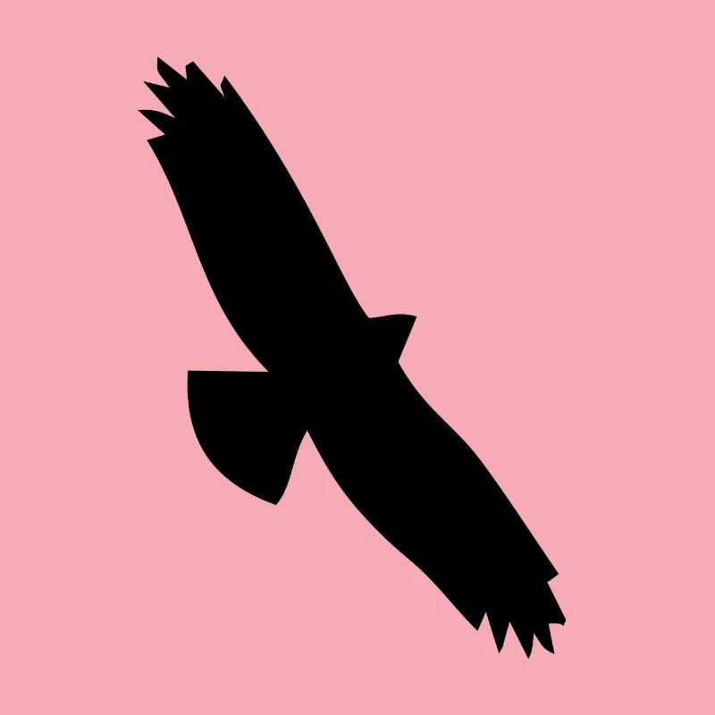 Bird Eagle Birds Fly