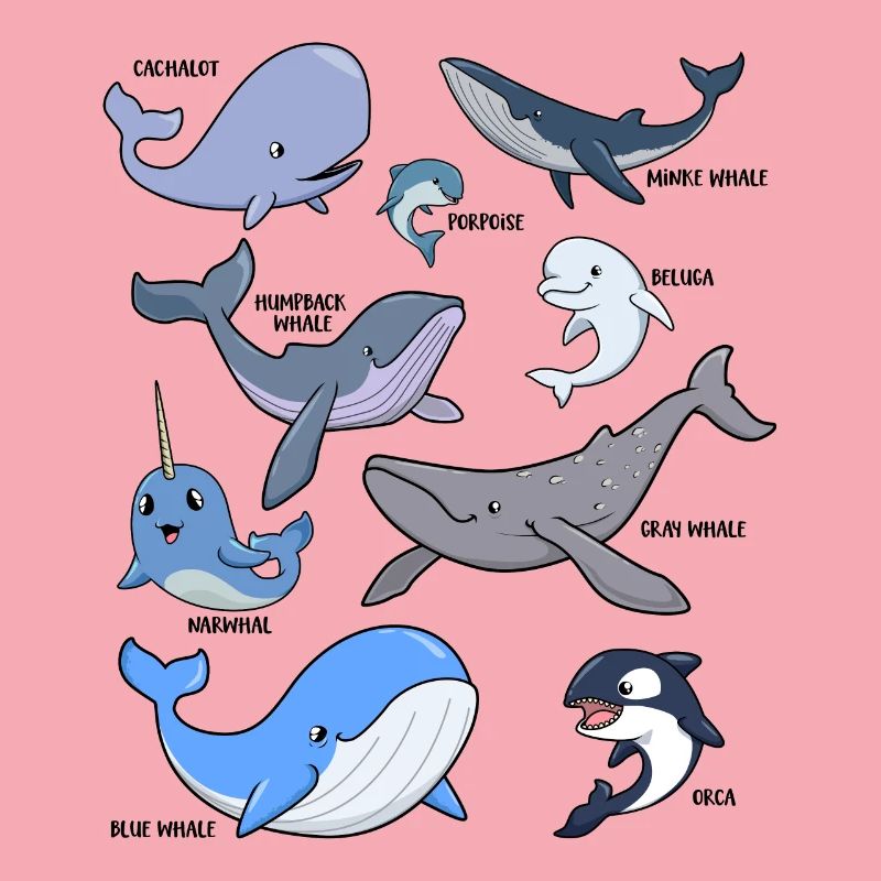 De nombreuses espèces différentes de baleines
