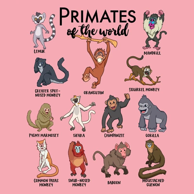 Différents singes - Types de primates