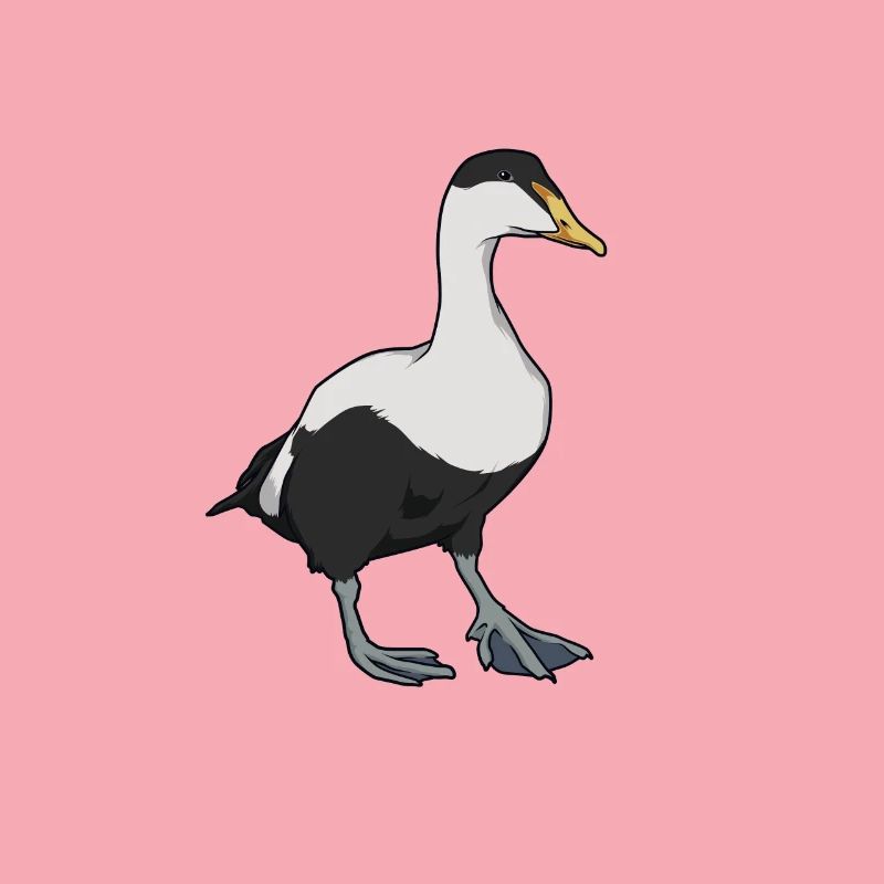Dessin d’un eider