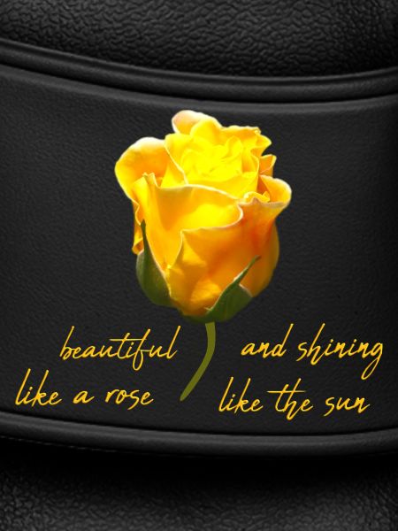 beautiful rose