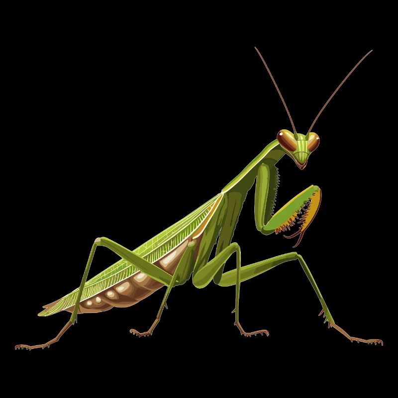 Praying mantises Praying mantis