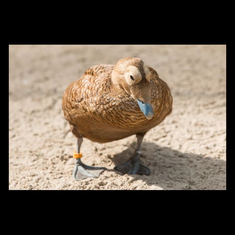 Eider Duck (canard Eider, Somateria mollissima)