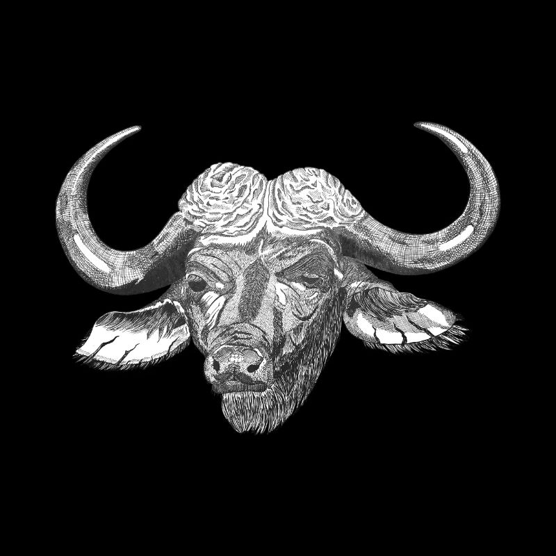 Buffle d’eau Boeuf