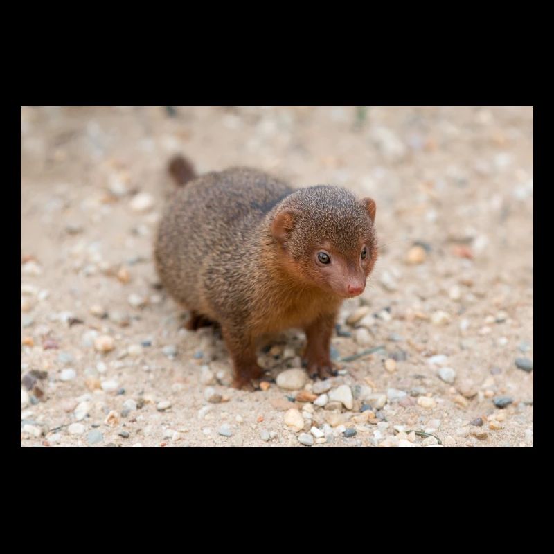 dwarf mongoose (in german Zwergmangusten) Helogale