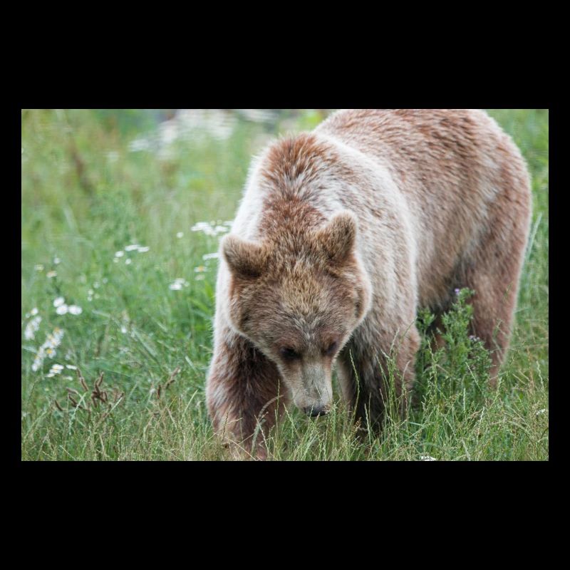 Braunbär Ursus arctos